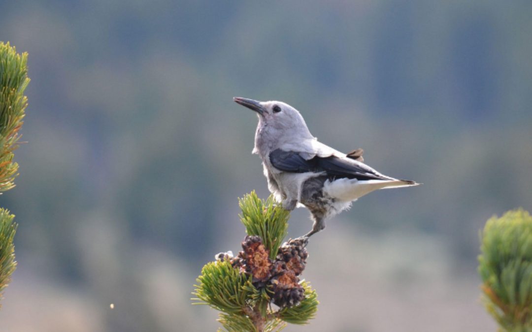 Wildlife in Winter