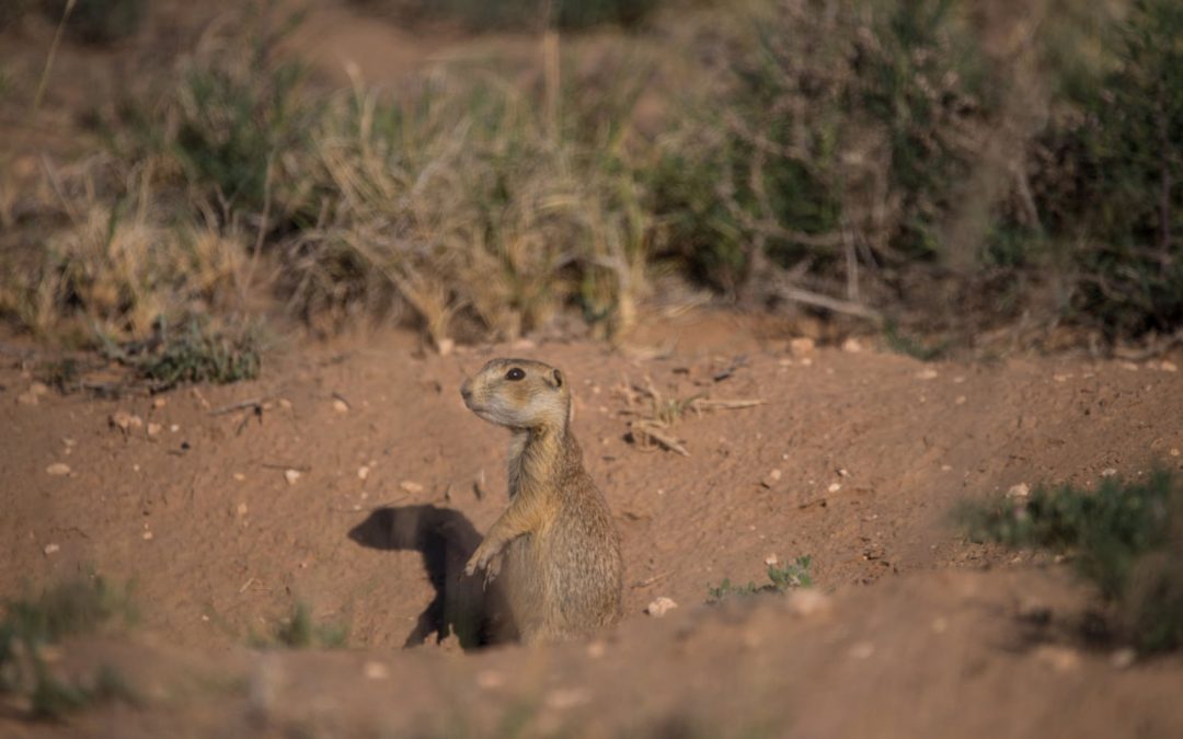 The Life of a Santa Fe Prairie Dog