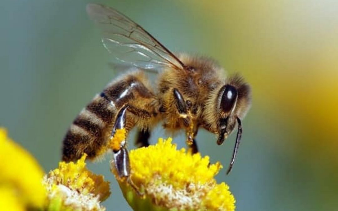 Honeybees and Chokecherry Trees