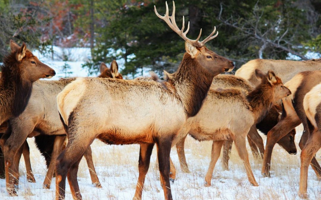 Horns, Antlers and Attracting the Ladies